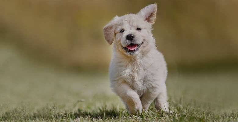 Formation pour les chiens