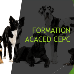 FORMATION SUR LE CHIEN