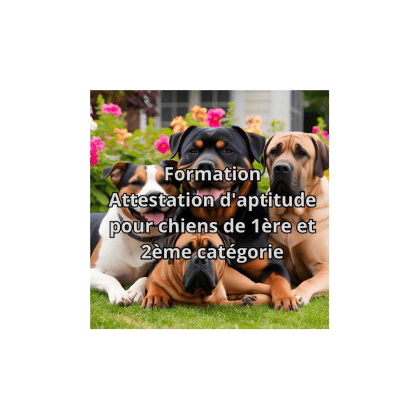 Formation Attestation d'aptitude chien de catégories